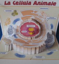 La Cellula Animale