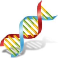 Il DNA