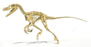 Velociraptor Mongoliensis